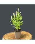 Salvia nemorosa `Schneehügel` в контейнері